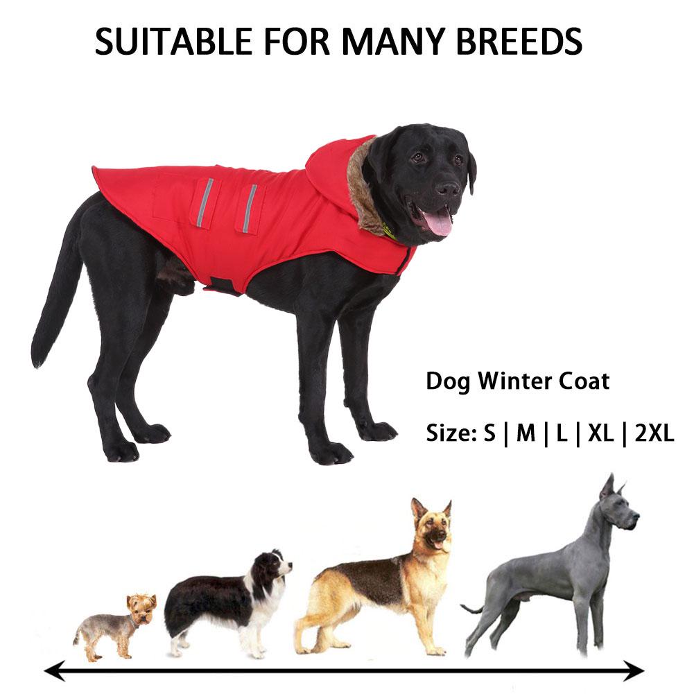 labrador winter coat