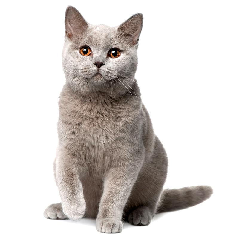 T417#Lovely Cat Persian Cat British Shorthair Animal Wall Sticker Bathroom Toilet Decor Living Room Cabinet Refrigerator Decals