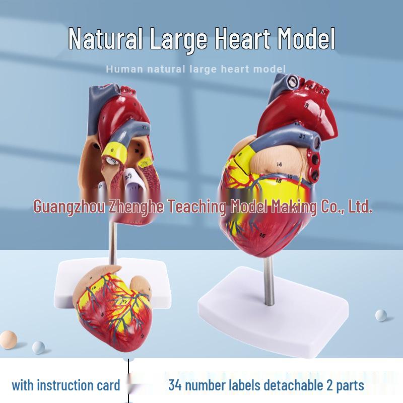 Large Human Heart Anatomy Model with B-Mode Color Doppler - Removable for Medical Teaching
