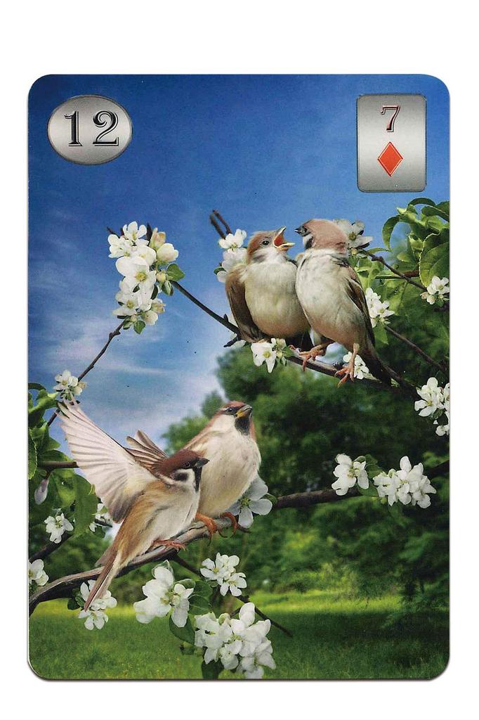 Lenormand Cards, 36 cards, for fortune-telling [Official Import] [Thelema Lenormand Oracle Cards] with Japanese instruction sheet, "Beautiful Digital