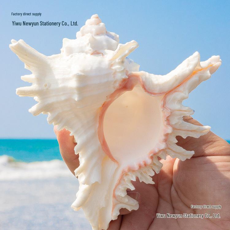 Natural Conch Shell for Aquariums & Hermit Crab Homes - Small/Medium Size, Landscaping Decor