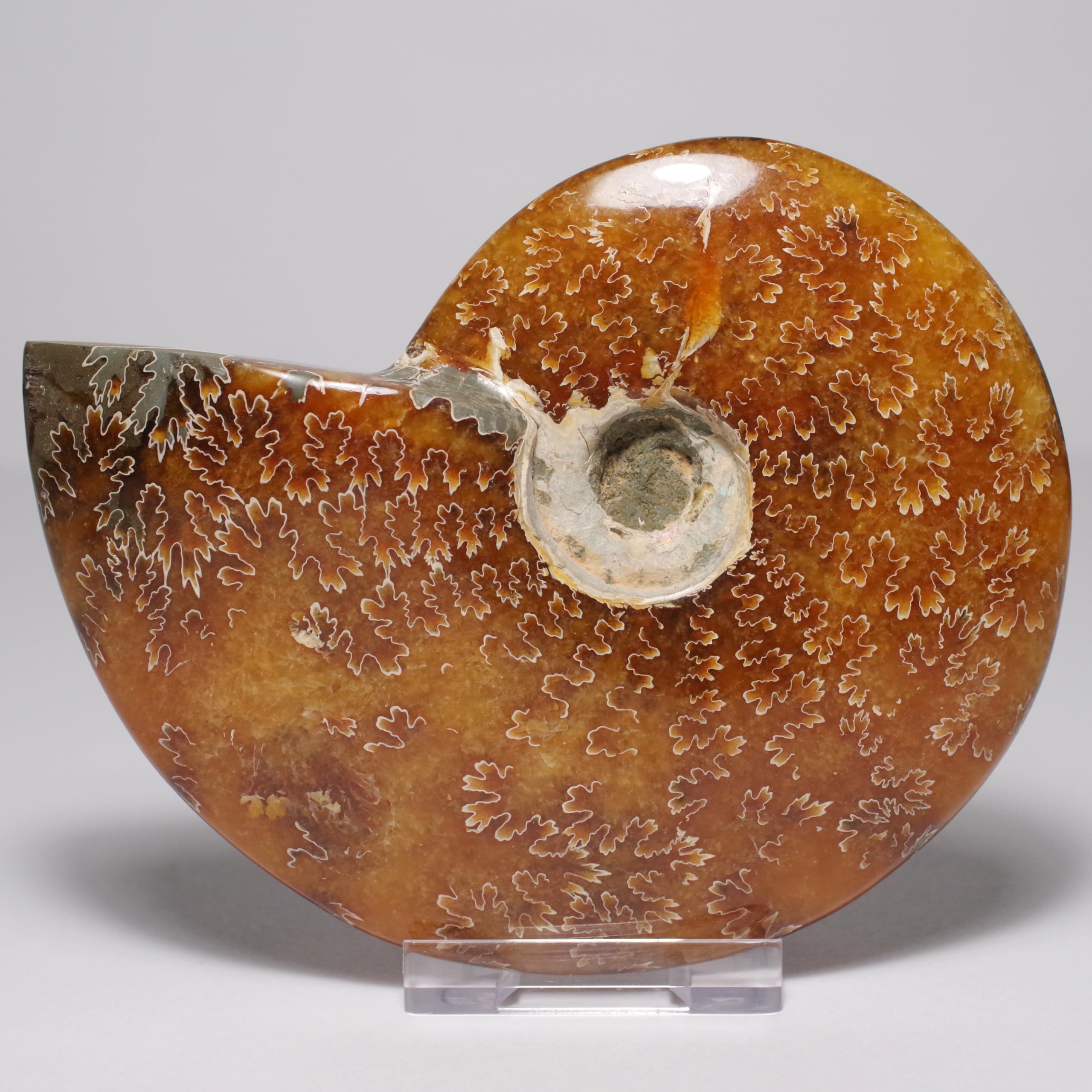 Stone Natural Fossil Ammonite Suture Line Specimen [N2 Natural] (Suture-Pattern Ammonite) / (14  One-of-a-kind  Approx. 310g, 116x93x28mm)