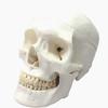 Life-size Human Skull Model with Movable Head and Jaw Joints for Use In Schools, Medical Education, Displays, and Drawing.