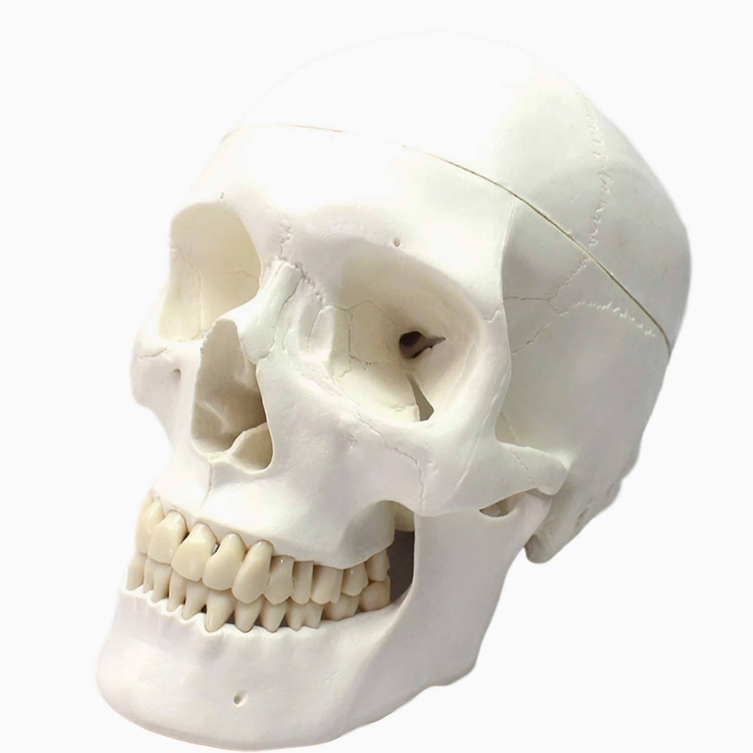 

Life-size human skull model with movable head and jaw joints for use in schools, medical education, displays, and drawing.