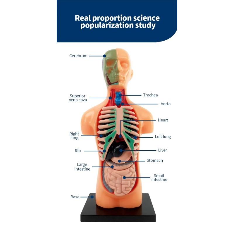Human Torso Model, menneskekroppsmodell for barn brukt til studentundervisningsforskning, med tilhørende produktbrukerhåndbok
