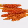 Dried Cantal Grass Bunches - Orange Set of 6