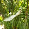 Glitter Simulation Peafowl Model Artificial Feathers Bird Garden Ornaments Gift