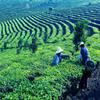 Premium Yunnan Ripe Pu er Brick Tea Organic Health Tea 60g x4 Pack