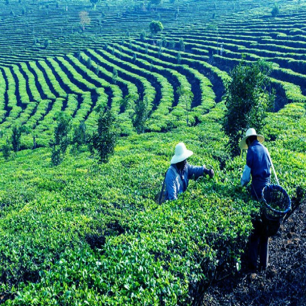 Premium Yunnan Ripe Pu er Brick Tea Organic Health Tea 60g x4 Pack