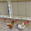 Corrosion Resistant PVC Poultry Water Connector Automatic Farm Drinking Equipment for Large Scale Livestock