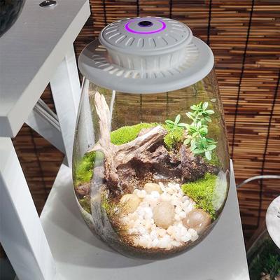 Succulent Planter Glass Plant Terrarium with Grow Light Desktop Glass Plant Terrarium for Home Garden Office Tabletop Decoration