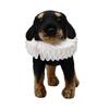 Giyim ve ayakkabı – Köpek Aksesuarları