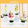 Simulated Potted Phalaenopsis Artificial Artificial Flower Desktop Ornament