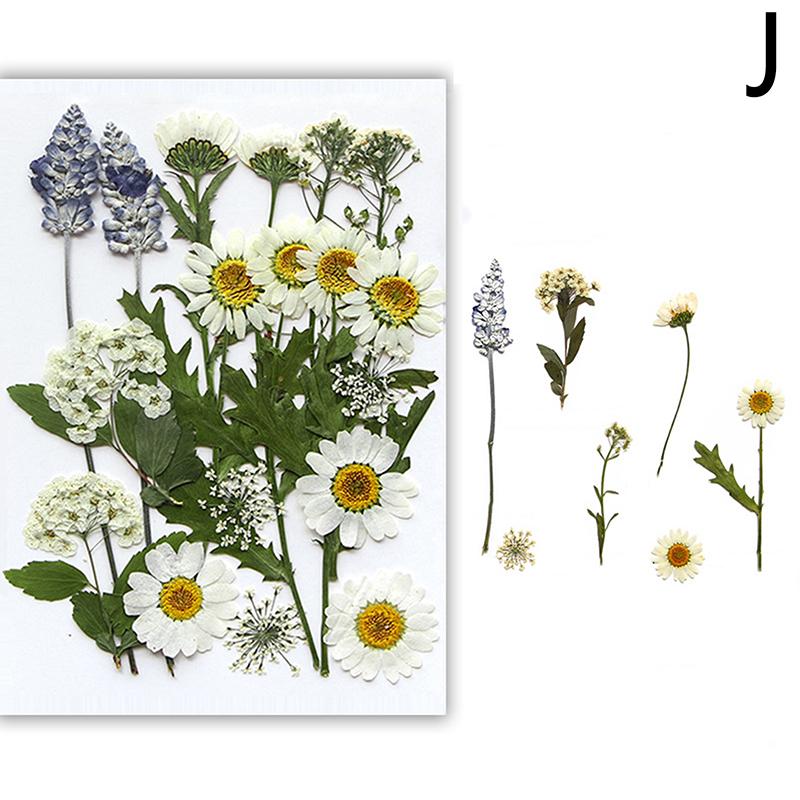 Dried Flowers Real Natural Plant Pressed Flower For Epoxy Resin Filling DIY Nail Art Handicrafts Jewelry Making Craft