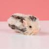 Simulation Hairy Pig Doll Soft Silicone Toy Realistic Animal Squeeze Decompression Stress Relief for Kids School Home Desk