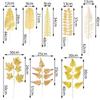Goldener Monstera-Blatt-Ballon für Hochzeitsdekoration