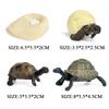 Oenux Ocean Animals  Leatherback Tortoise Turtle Growth Cycle Sea Life Model Figurines Action Figures PVC Education Kid Toy Gift