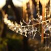 Reindeer LED Fairy Lights for Outdoor Tent & Holiday Decor