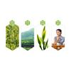 Premium Jinxuan Milk Oolong Tea 50g Natural Milky Flavor Loose Leaf Green