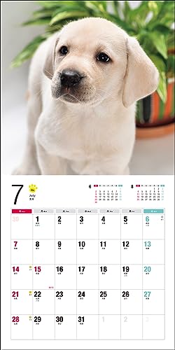Calendrier 2024 Labrador Retriever (Calendrier Seibundo Shinkosha)
