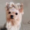 Portable 10pcs Colorful Mini Bone Shape Dog Hairpin Pet Hair Accessories Pet Headwear Hair Clip