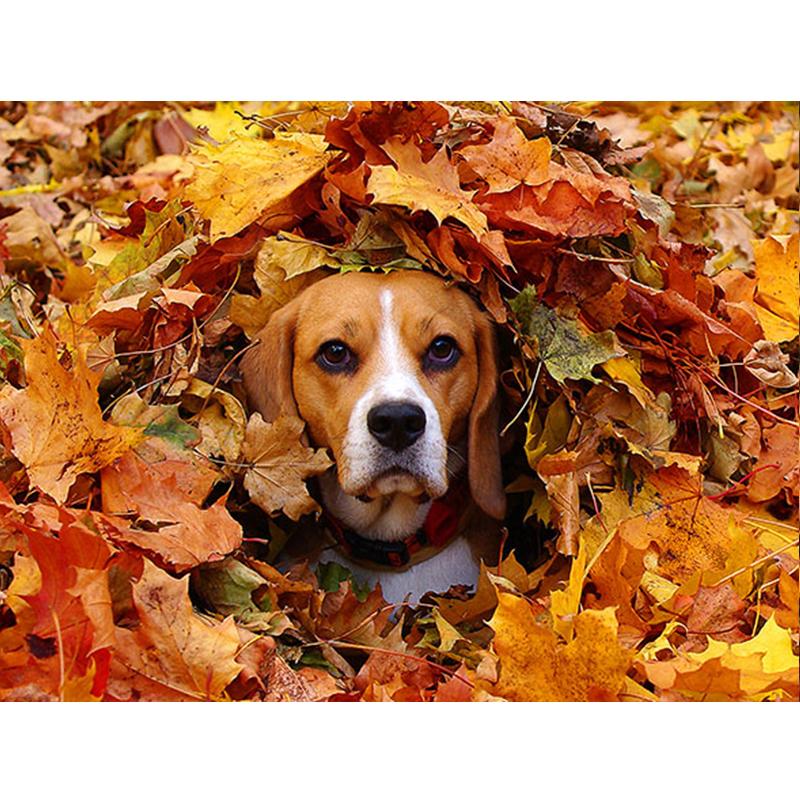 5D Diy voller runder quadratischer Diamantmalerei Tierhund Diamantstickerei Herbst Ahornblatt Wanddekoration Home Art