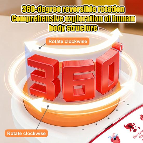 Modello Corpo Umano per Bambini Anatomia Umana Interattiva Modello Parlante Anatomico Realistico Giocattolo Educativo Regali per Bambini di Età 8-13