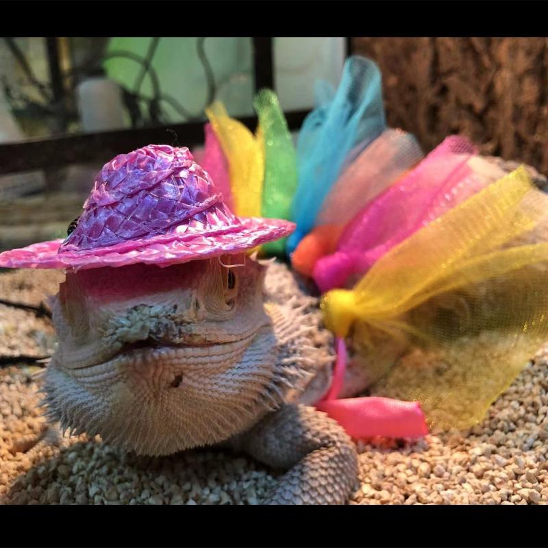 Pet Bearded Dragon Cosplay Tutu Skirt+ Hat Stylish Costume Accessories Dress Up Pet Halloween Holiday Accessories