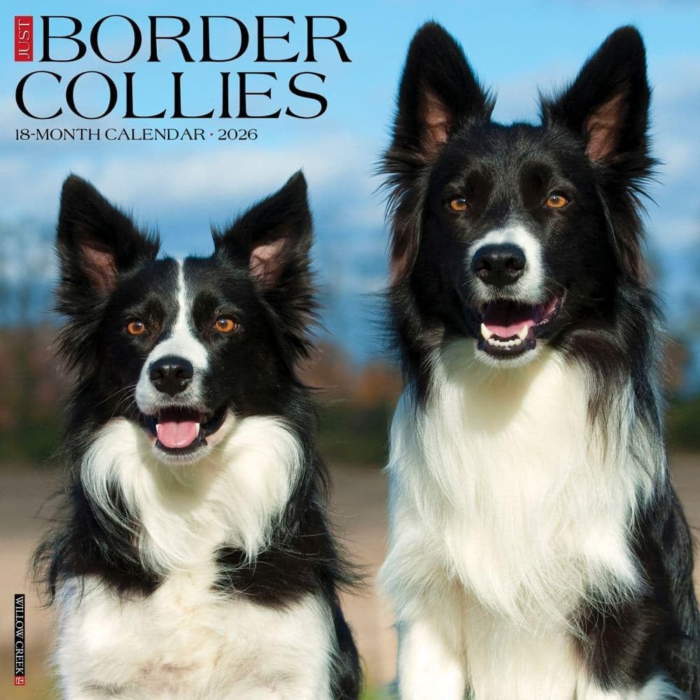Willow Creek Press, Just Border Collies 2026 Wall Calendar, 12   X 12  , 18-Month Calendar with Stapled Binding