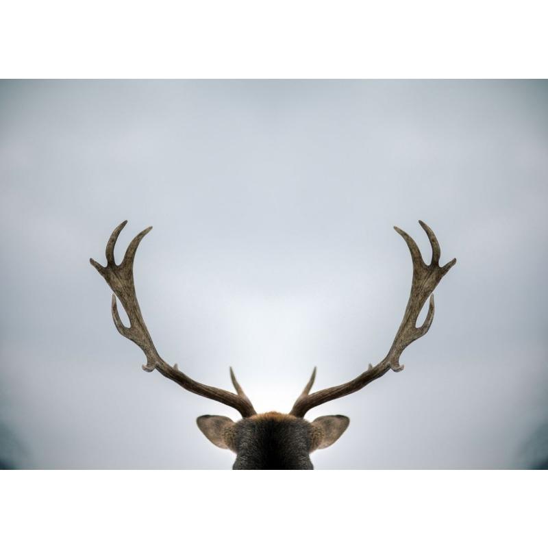 

Wildlife Photography Animals Deer Fox Poster Canvas Printing Wild Animals Wall Decor Home Room Animal Deer Wall Aesthetic Decor 21cm×30cm NoFrame