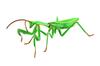 Fujimi Nature Study Series No.23 Biology Edition Chinese Mantis (Tenodera Aridifolia)