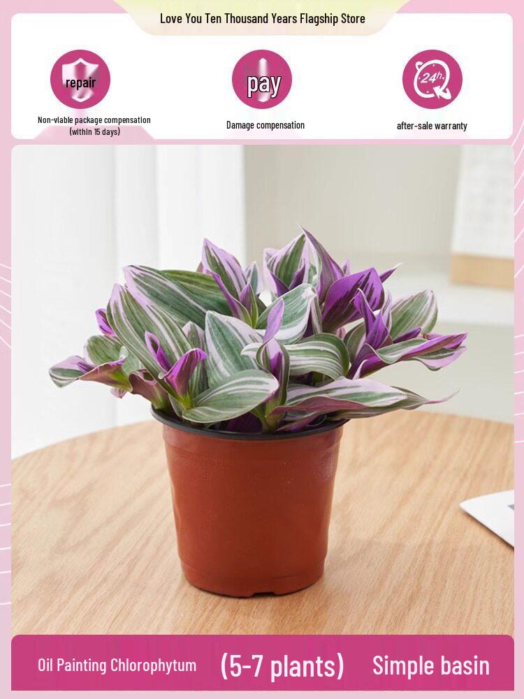 Wedding Lily of the Valley Rouge Cloud Succulents: Indoor Office Flowers & Desktop Green Plants