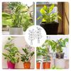 Premium-4 Pcs Small Metal Trellis Indoor Plants Trellis With 80 Ties Garden Potted, Hoya, Pothos, Flower, Monstera