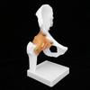 Professionelles Hüftknochenmodell Realistisches menschliches Hüftgelenkmodell Hüftgelenk Lehrskelett