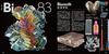 The most beautiful periodic table in the world
