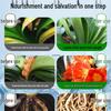 Clivia Organic Flowering Fertilizer: Promote Blooms, Induce Arrows, Enhance Growth