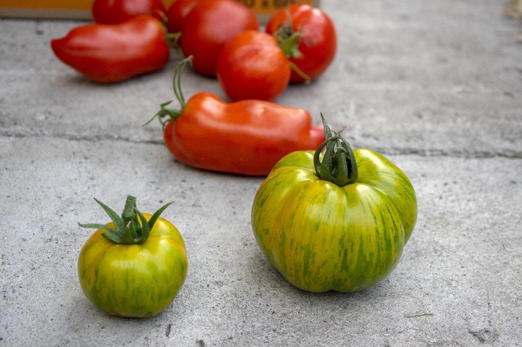 SAFLAX Organic - Tomato - Green Zebra - 10 Seeds - Solanum Lycopersicum