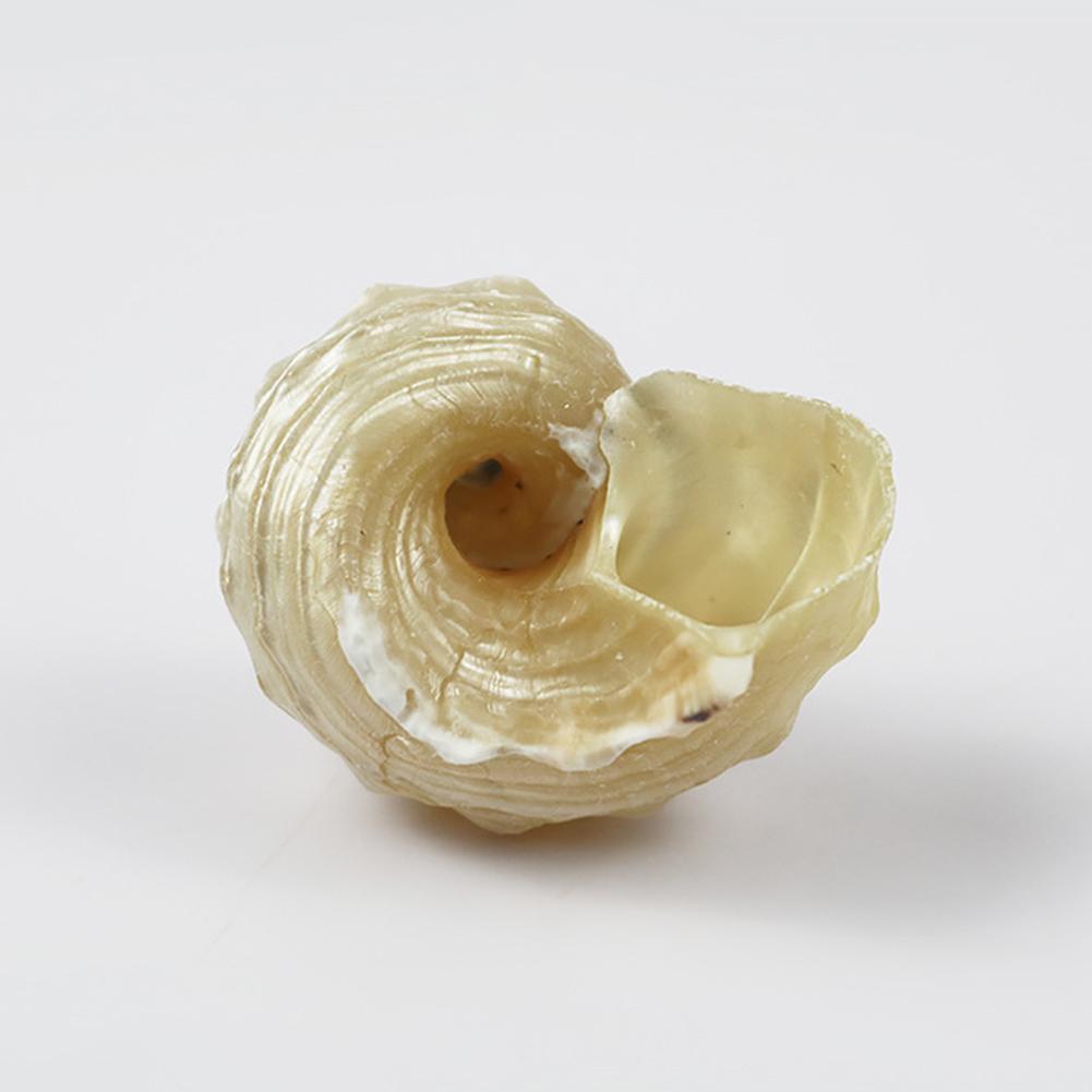 1pcs Natural Conch Shell Silver Mouth Hermit Crab Replacement Shell Specimen Decoration Collect F0M4