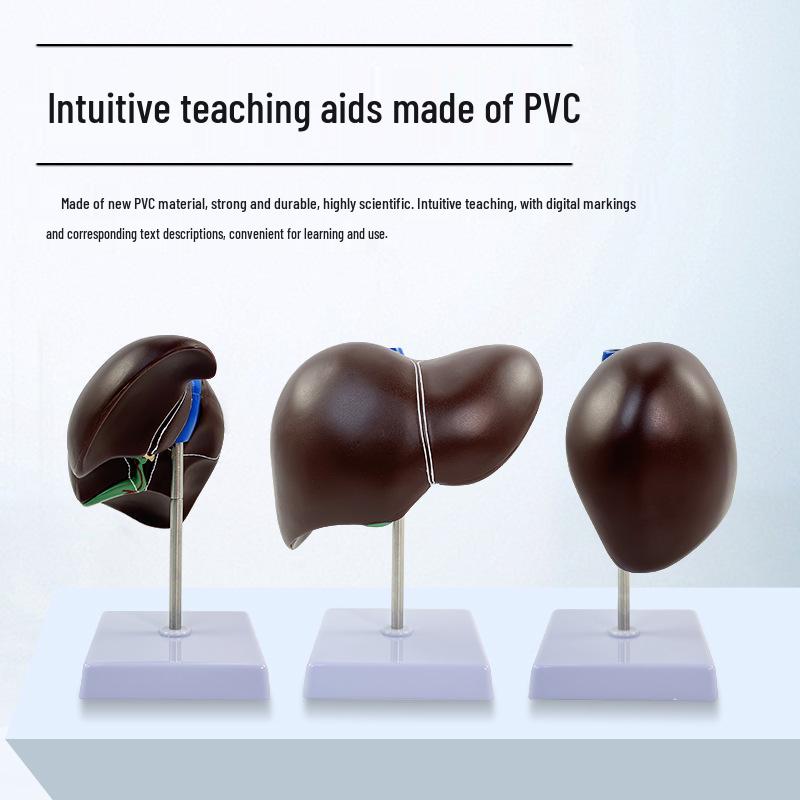 Human Liver Anatomy Model: Liver Hilum, Vessels, Lobes, Gallbladder, and Bile Ducts.