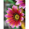 5D DIY Diamond Painting Full Round Drill Flower Cross Stitch Kit Mosaic Diamond Embroidery Rose Wall Art Home Decoration