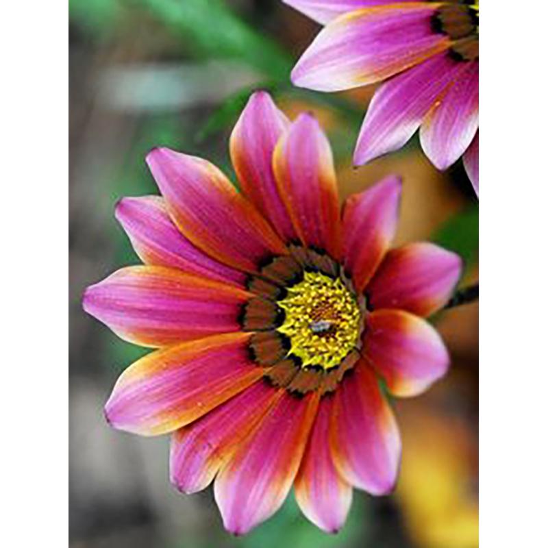 5D DIY Diamond Painting Full Round Drill Flower Cross Stitch Kit Mosaic Diamond Embroidery Rose Wall Art Home Decoration
