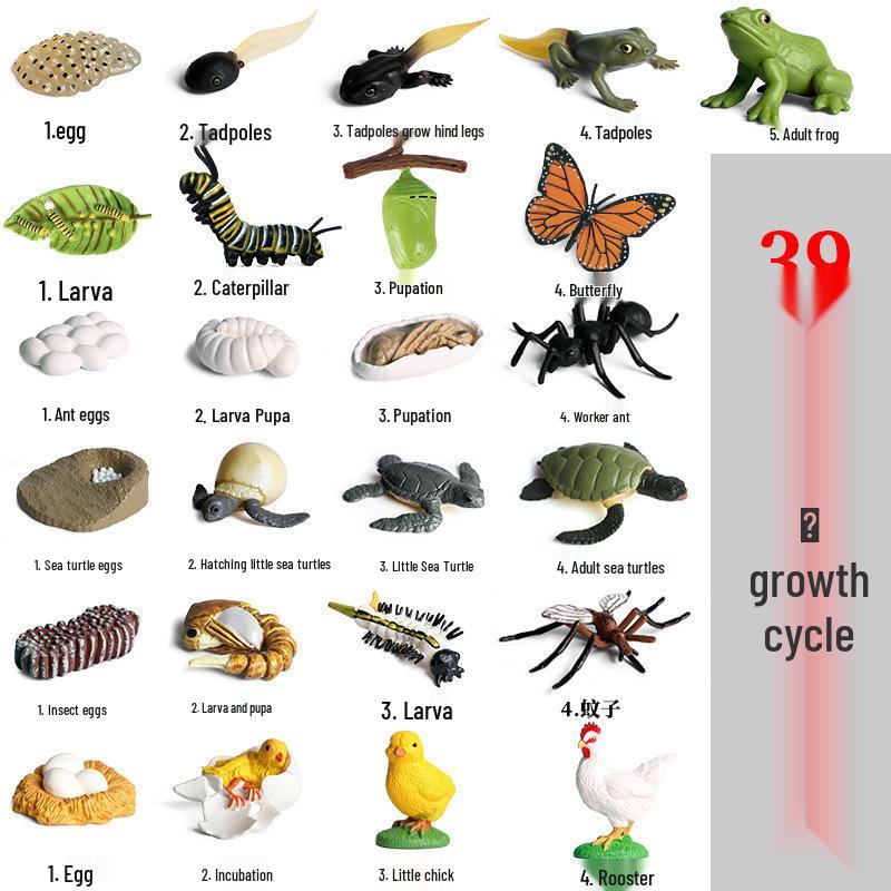 Cross-border Simulation Animal Suction Toy: Butterfly, Rooster, Ant, Frog, Sea Turtle, Mosquito Growth Cycle Models