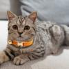 Sametový obojek pro kočku Jednobarevný Pet Choker Náhrdelník se zvonkem Nastavitelný obojek na krk pro kočku Kotě Štěně Malé psy