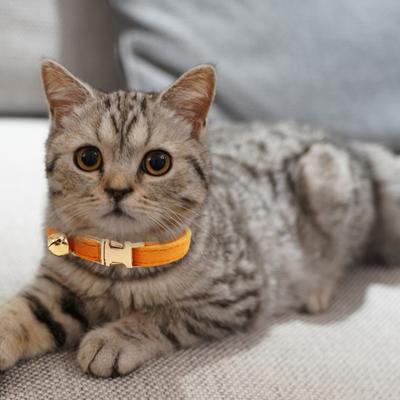 Katzenhalsband Samt Einfarbig Haustier Choker Halskette mit Glöckchen Verstellbares Halsband für Katze Kätzchen Welpe Kleine Hunde