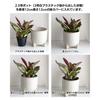 Diameter 15cm Height 5cm Inakougei Pot Cover Raised Bottom Pot Height Adjustment Root Rot Prevention Diameter Height Improved Breathability Healthy