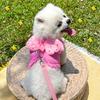 Pearl angel princess dog cat chest strap dog chest strap cat leash pet supplies spring and summer breathable