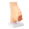 Lactating Bust Anatomical Model PVC Hand Made Lifelike Female Anatomical Chest Model for Lactation Teaching Nursing Training