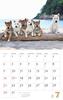 Calendar 2023 Shiba Inu (Month Flip/wall Hanging) (Yamakei Calendar 2023)