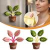 Plant Sealing Clips Portable Packaging Bag Sealing Clips New Refrigerator Magnets