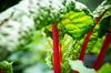 SAFLAX Garden In the Bag - Organic - Swiss Chard - Rhubarb - 50 Seeds - With Substrate In a Fitting Stand Up Bag - Beta Vulgaris